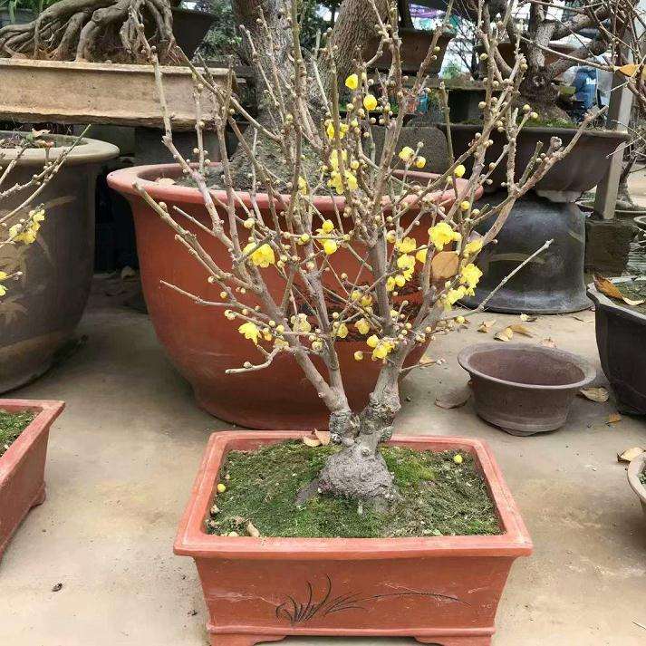 蜡梅盆景怎么施肥浇水的方法