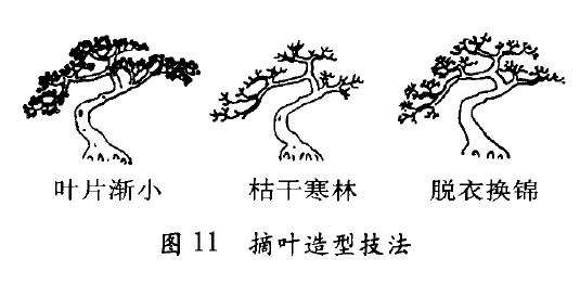 盆景怎么摘心摘叶