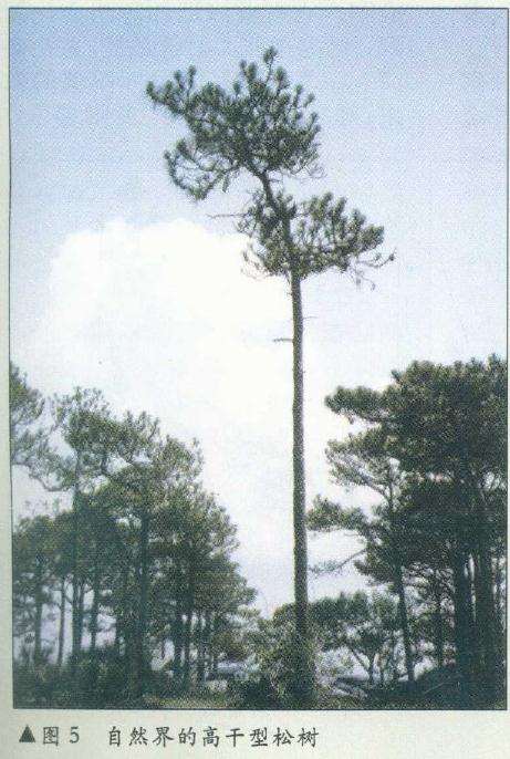 图解 在树木盆景的各种造型与风格