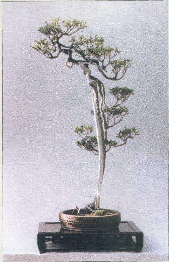 图解 在树木盆景的各种造型与风格