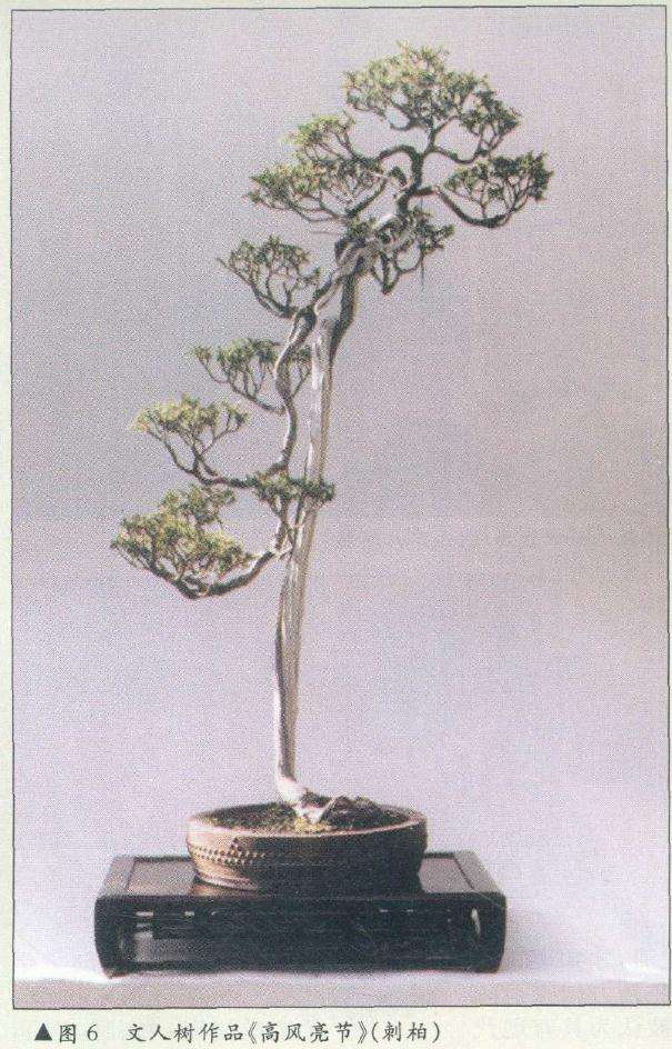 图解 在树木盆景的各种造型与风格