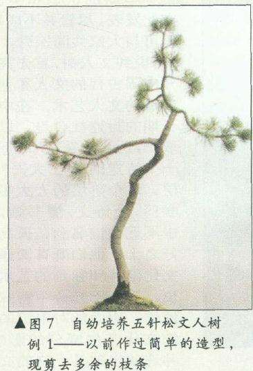 图解 在树木盆景的各种造型与风格