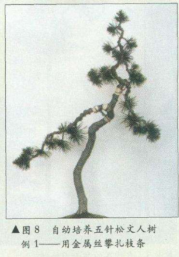 图解 在树木盆景的各种造型与风格