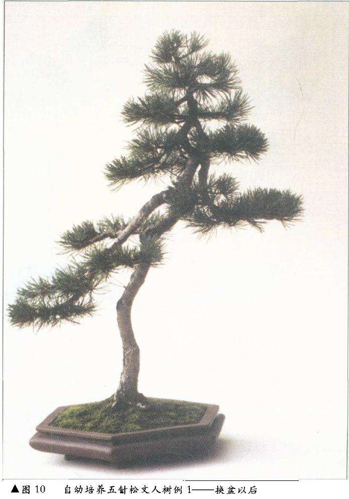 图解 在树木盆景的各种造型与风格