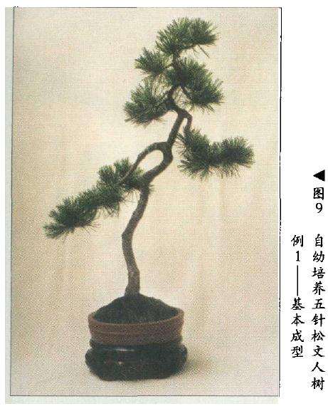 图解 在树木盆景的各种造型与风格