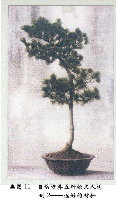 图解 在树木盆景的各种造型与风格