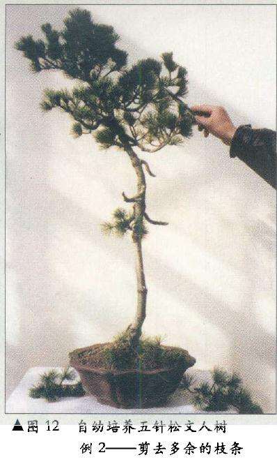 图解 在树木盆景的各种造型与风格