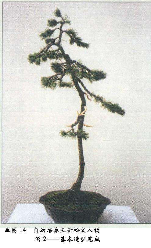 图解 在树木盆景的各种造型与风格