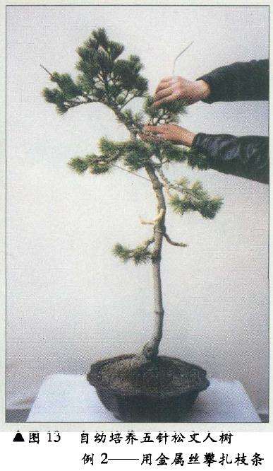 图解 在树木盆景的各种造型与风格