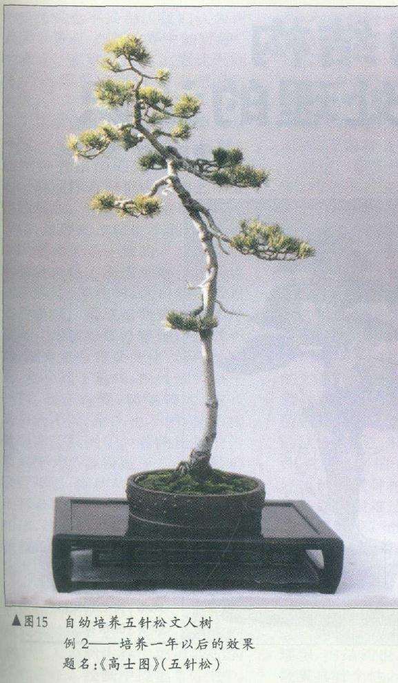 图解 在树木盆景的各种造型与风格