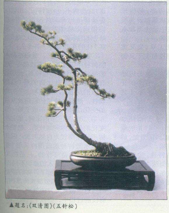 图解 在树木盆景的各种造型与风格