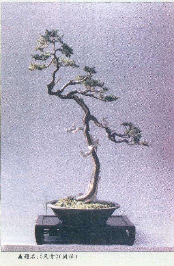 图解 在树木盆景的各种造型与风格