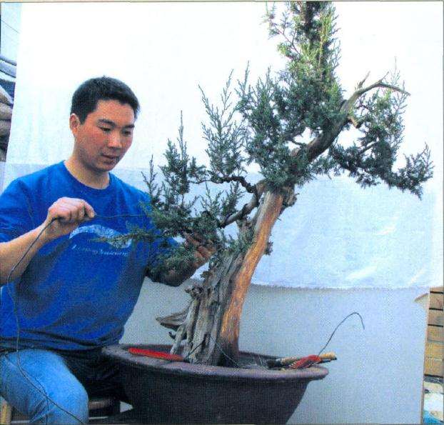 赤松盆景怎么制作的方法