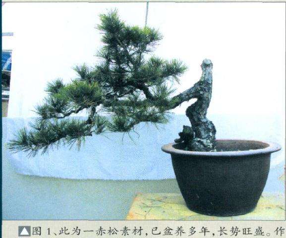 赤松盆景怎么制作的方法