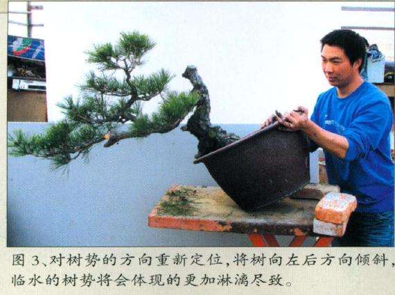 赤松盆景怎么制作的方法