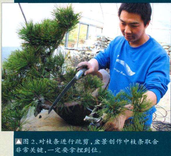 图解 赤松盆景怎么制作的11个步骤