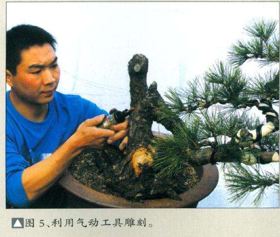 图解 赤松盆景怎么制作的11个步骤