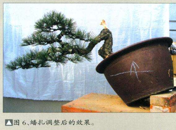 图解 赤松盆景怎么制作的11个步骤