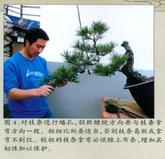 图解 赤松盆景怎么制作的11个步骤