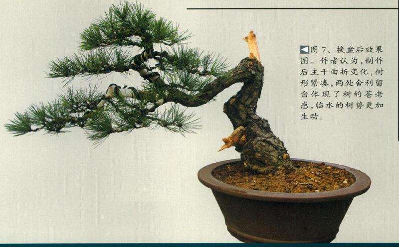 图解 赤松盆景怎么制作的11个步骤