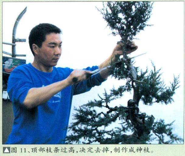 图解 赤松盆景怎么制作的11个步骤