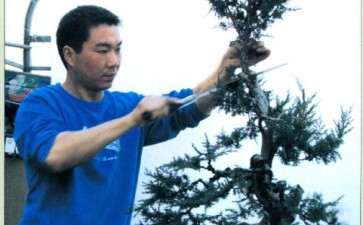 图解 赤松盆景怎么制作的11个步骤