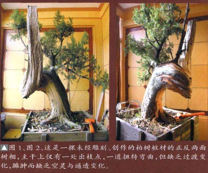 柏树盆景怎么雕刻的方法 