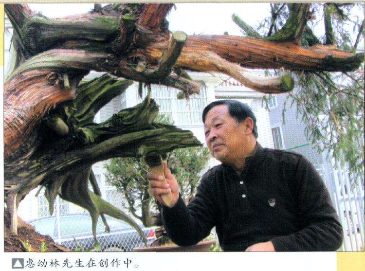 柏树盆景怎么雕刻的方法 