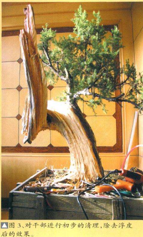 柏树盆景怎么雕刻的方法 
