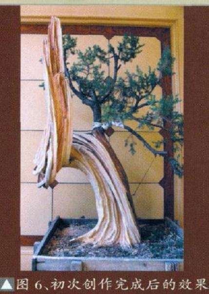 柏树盆景怎么雕刻的方法 