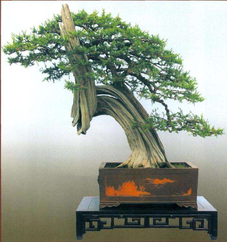 柏树盆景怎么雕刻的方法 