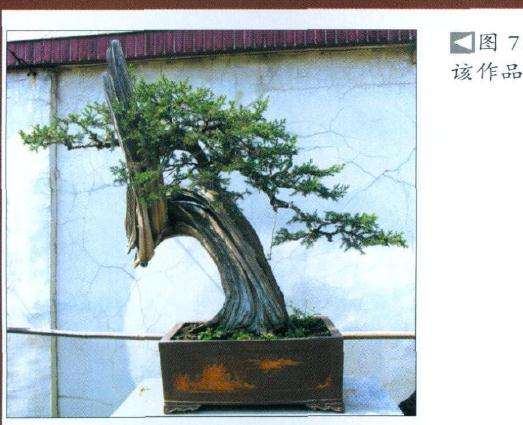 柏树盆景怎么雕刻的方法 