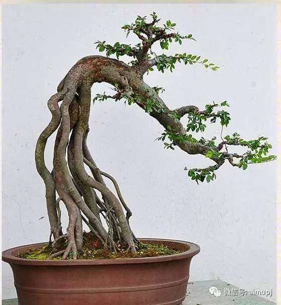 榔榆盆景怎么整姿加工的2个技术
