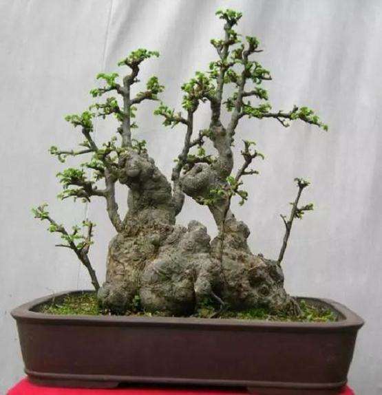 榔榆盆景怎么选盆上盆的方法