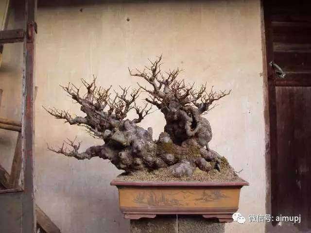 榔榆盆景怎么取材培育的方法