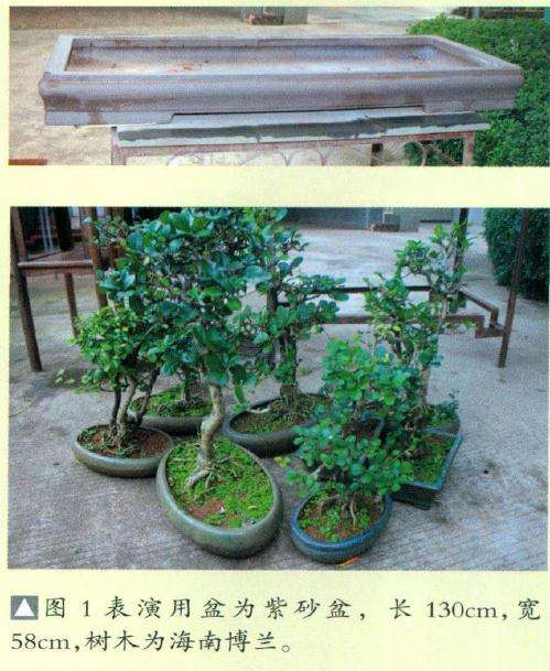 图解 博兰盆景怎么制作的9个演示过程