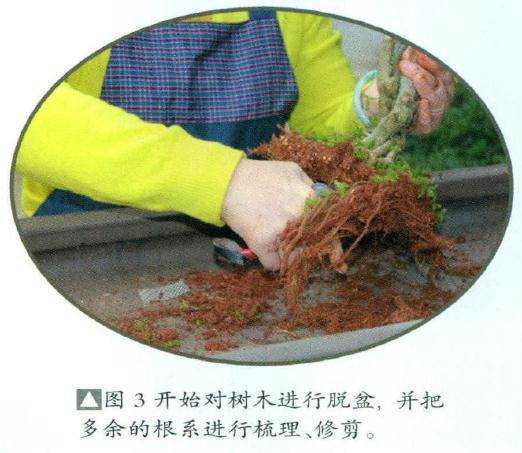 图解 博兰盆景怎么制作的9个演示过程