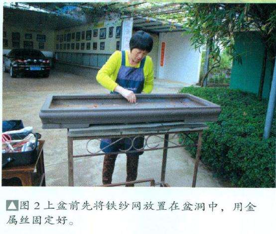 图解 博兰盆景怎么制作的9个演示过程