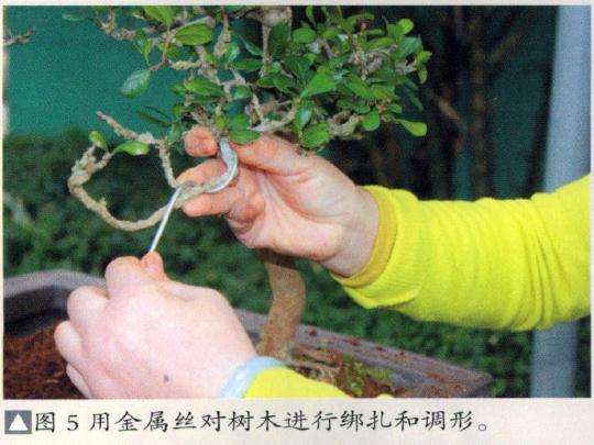 图解 博兰盆景怎么制作的9个演示过程