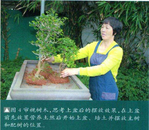 图解 博兰盆景怎么制作的9个演示过程