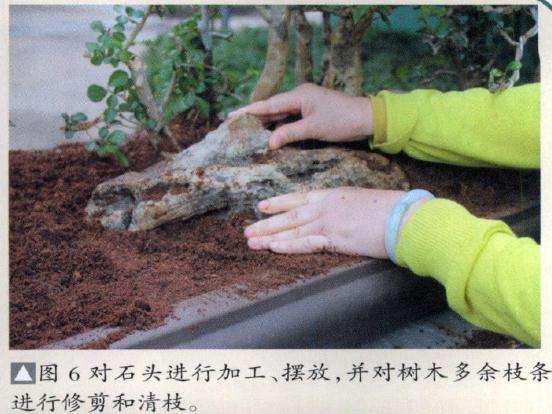 图解 博兰盆景怎么制作的9个演示过程
