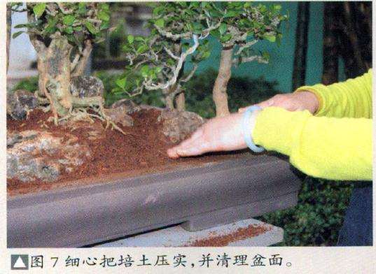 图解 博兰盆景怎么制作的9个演示过程