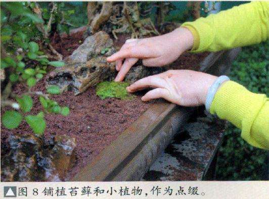 图解 博兰盆景怎么制作的9个演示过程