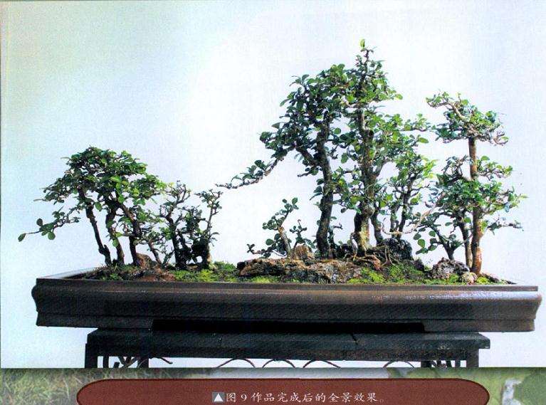 图解 博兰盆景怎么制作的9个演示过程