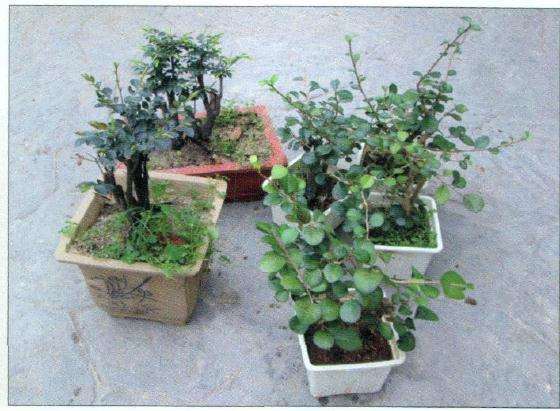 图解 茶壶盆景怎么设计制作的11个过程