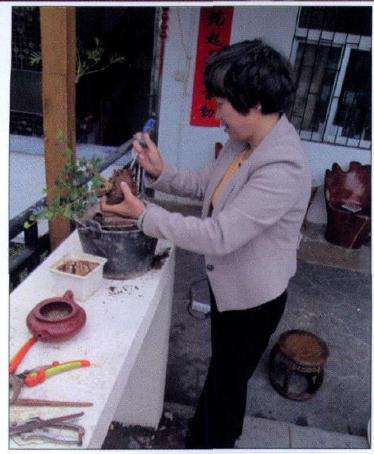 图解 茶壶盆景怎么设计制作的11个过程