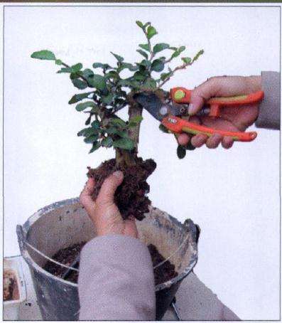 图解 茶壶盆景怎么设计制作的11个过程