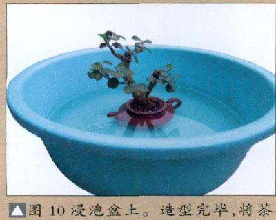 图解 茶壶盆景怎么设计制作的11个过程