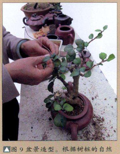 图解 茶壶盆景怎么设计制作的11个过程