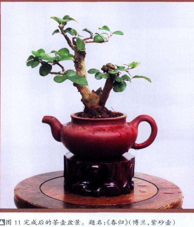 完成后的茶壶盆景
